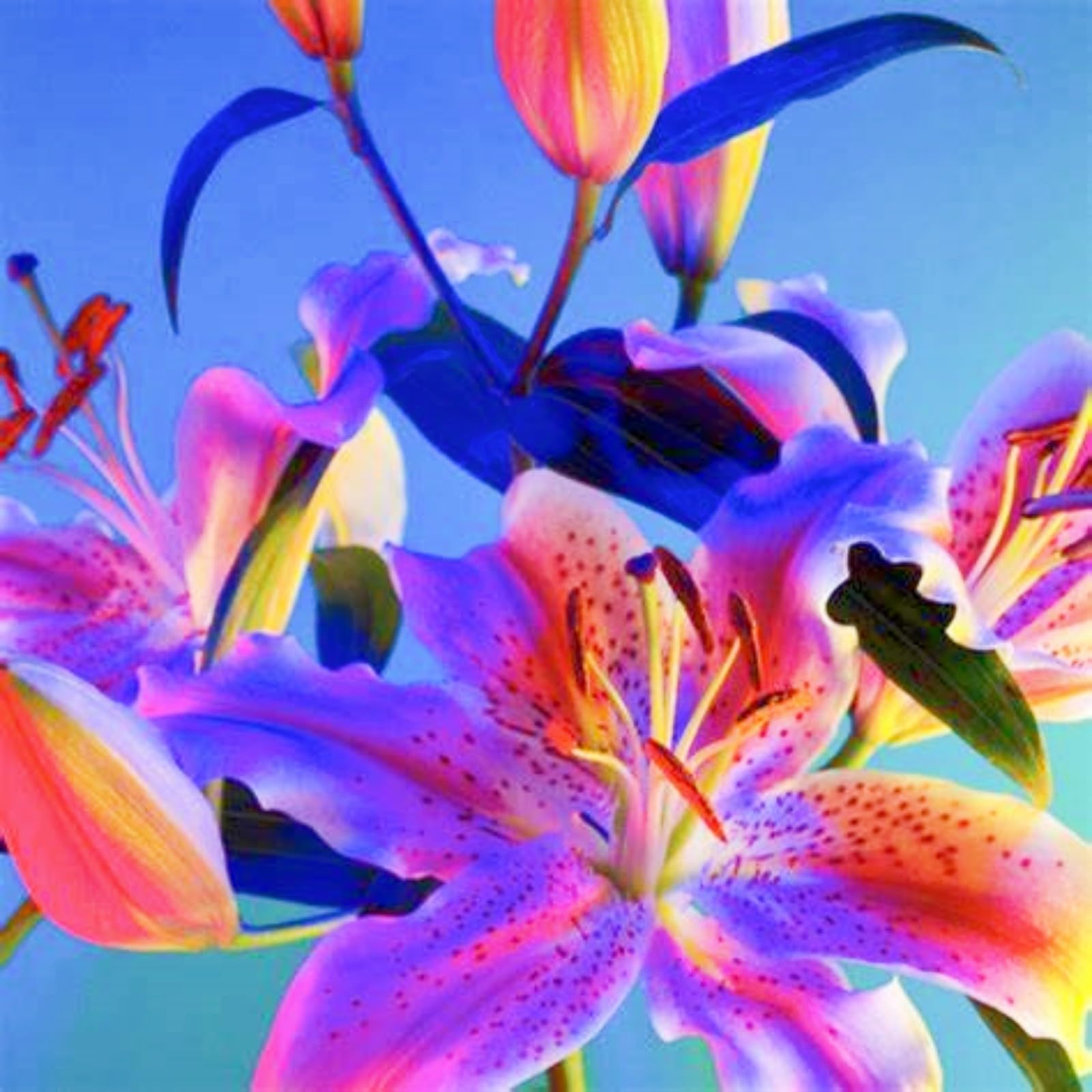 Amazon｜ゆり球根 百合 球根 ユリの球根 信頼できる販売者-2球根-b